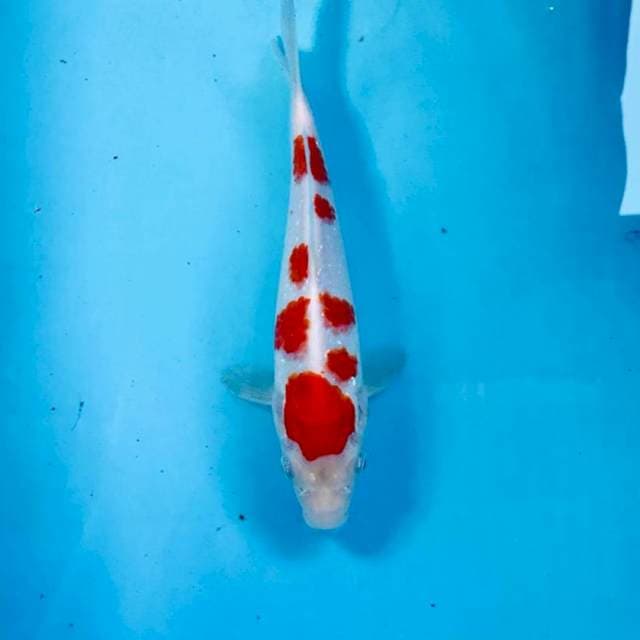 Kohaku, 24 cm