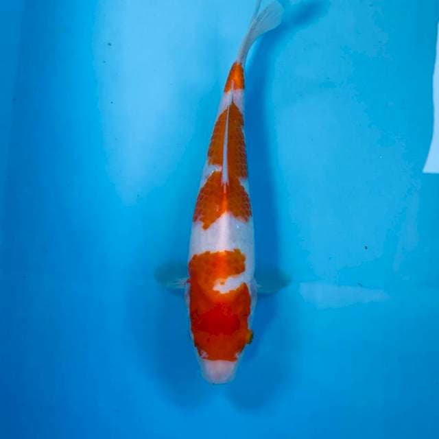 Kohaku, 26 cm
