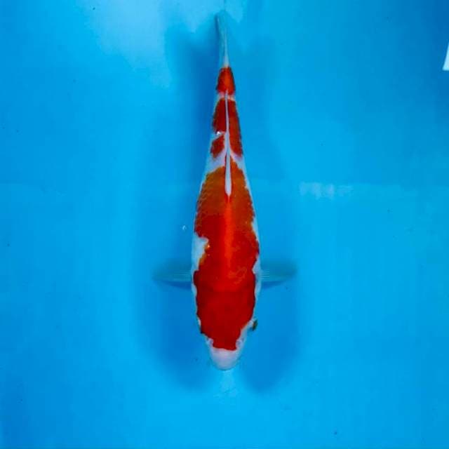 Kohaku, 23 cm