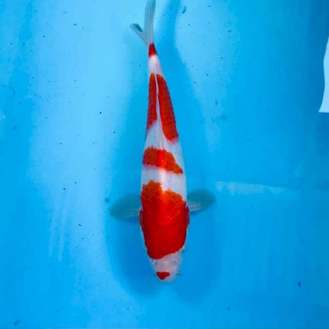 Kohaku, 26 cm