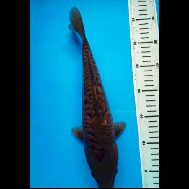 CHAGOI SISIK GEDE BULKY 32 Cm
