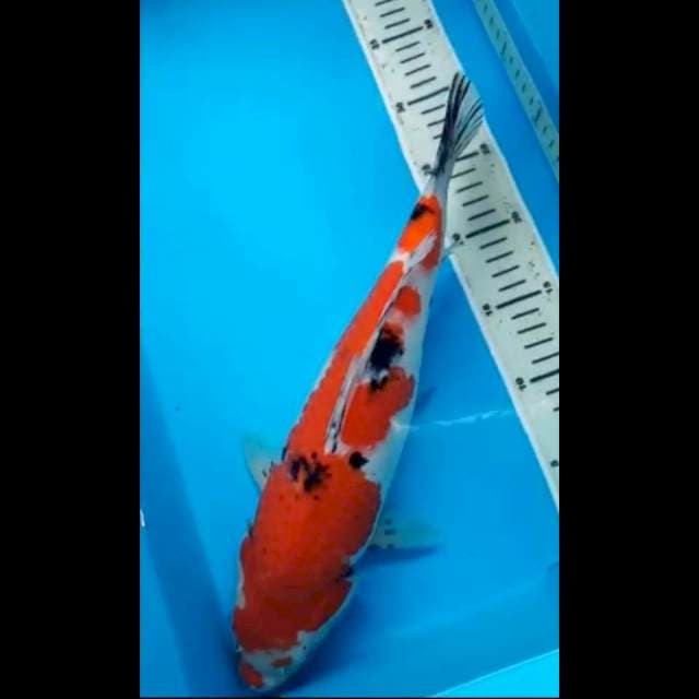 SANKE JUMBO BULKY 38 Cm