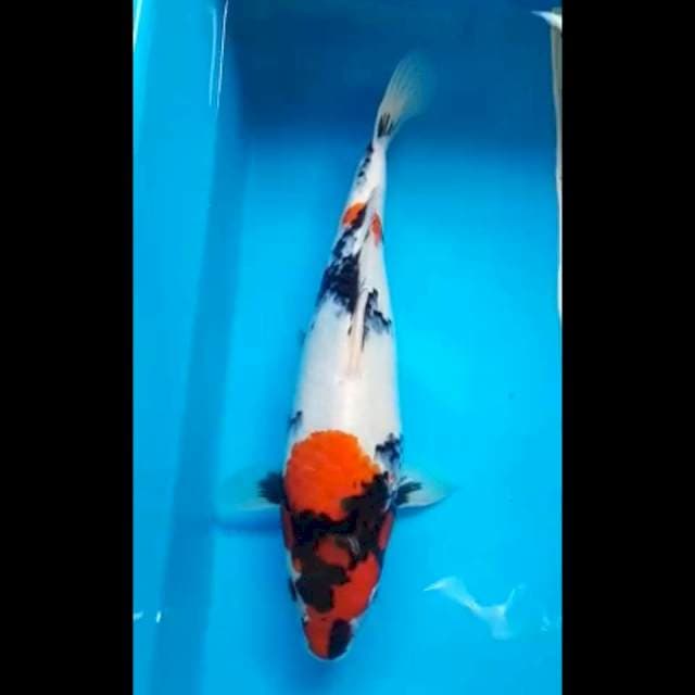 SHOWA PUNUK 36 Cm