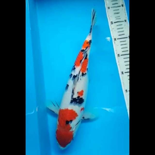 SANKE JANTAN 36 Cm