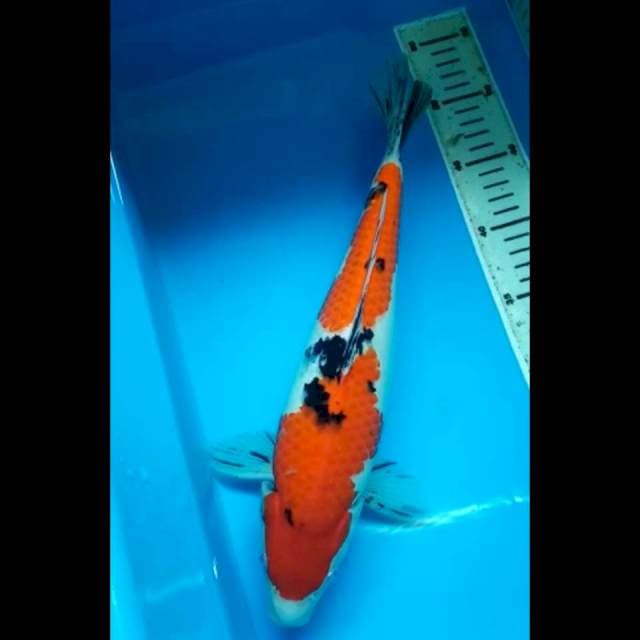 SANKE BULKY JANTAN 36 Cm