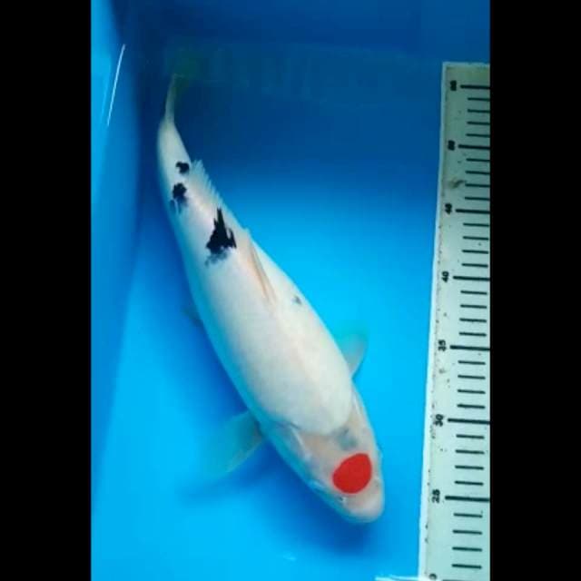 TANCHO ORIGINAL JUMBO 37 Cm