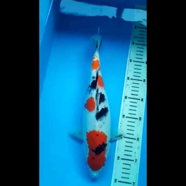 SANKE PUNUK 35 Cm
