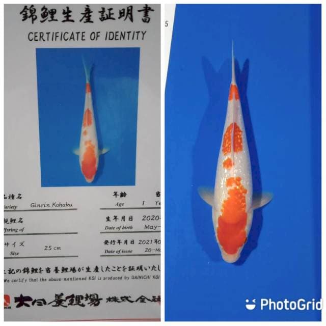 Ginrin kohaku dainichi