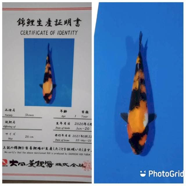 Showa dainichi
