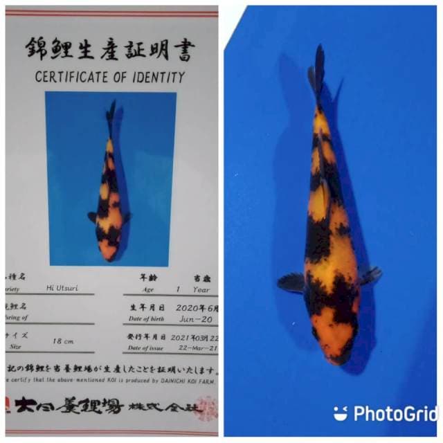 Hi utsuri dainichi