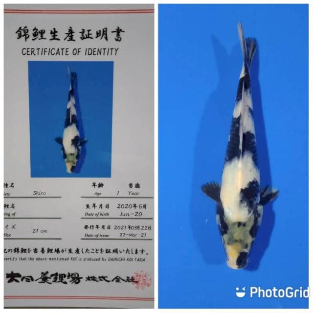 Shiro dainichi