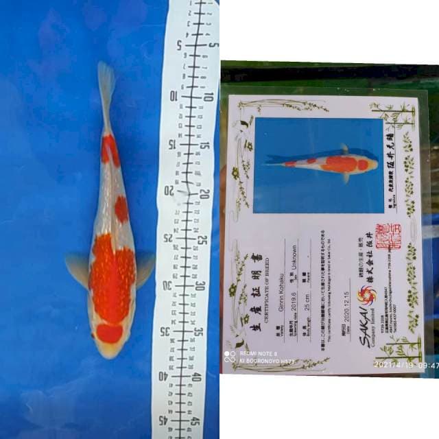 Kohaku ginrin SAKAI Ltd 