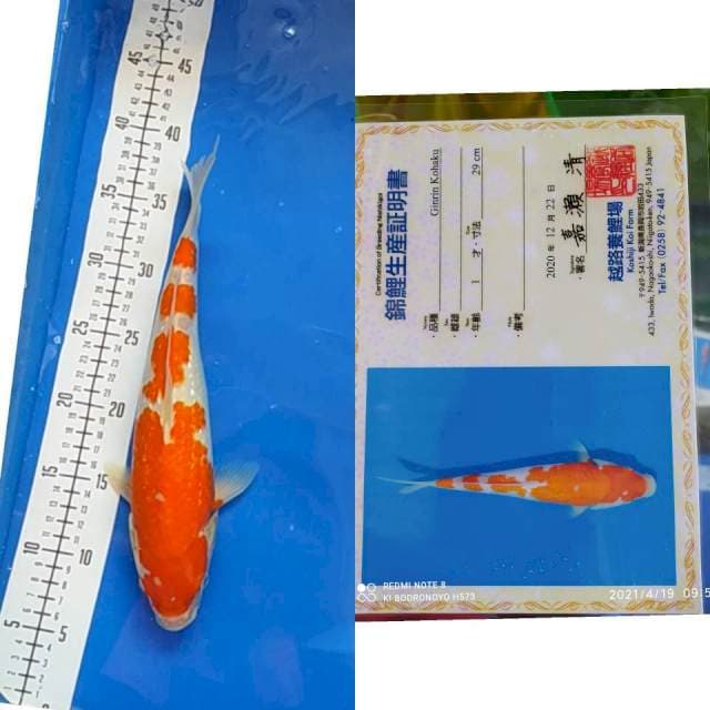 Kohaku ginrin Koshiji