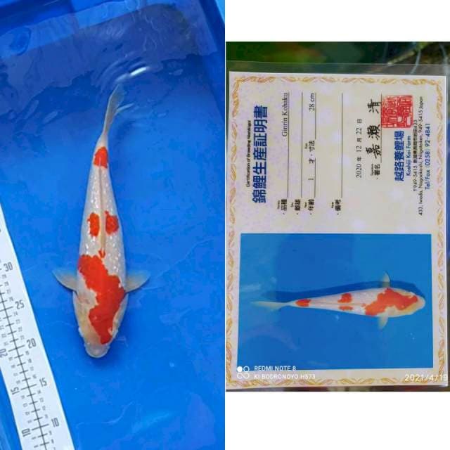 Kohaku ginrin Koshiji