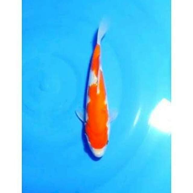 Inazuma Kohaku Original 24cm (F)