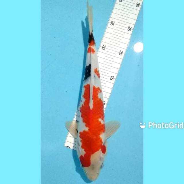 Showa strong 31cm male