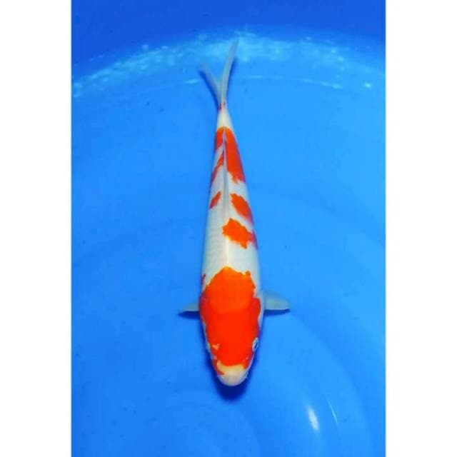 4step Original Strong Kohaku 28cm (F)