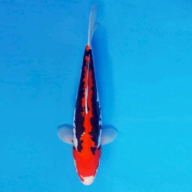 TORA 1 - BENI KUMONRYU ®