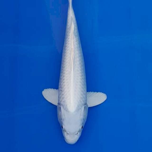 SNOW WHITE PLATINUM OGON 33CM