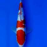 GINDRIN KOHAKU 25CM