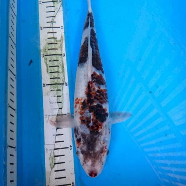 GOROMO 31 cm