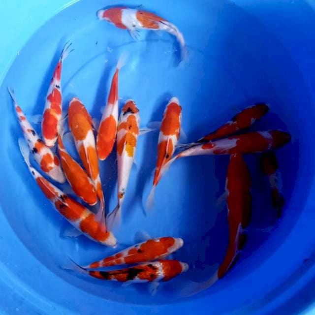 Mix 15 Ekor Goshanke 20cm-31cm