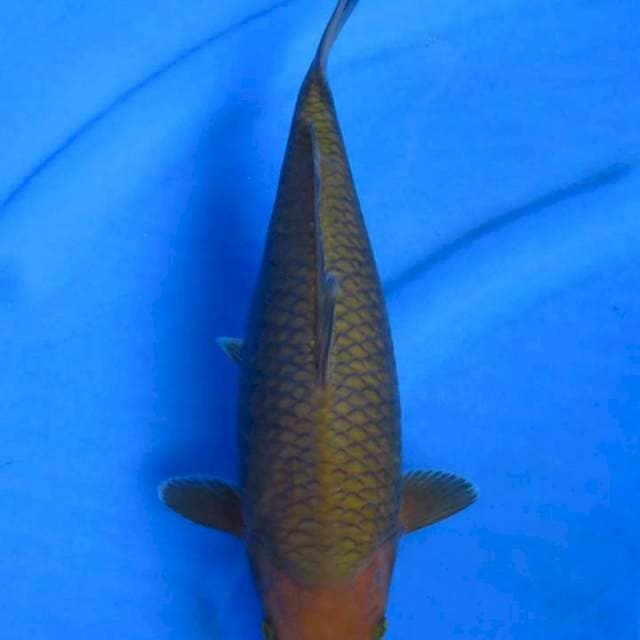 Chagoi bulky 30 cm