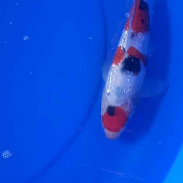 Maruten Sanke ginrin 25cm