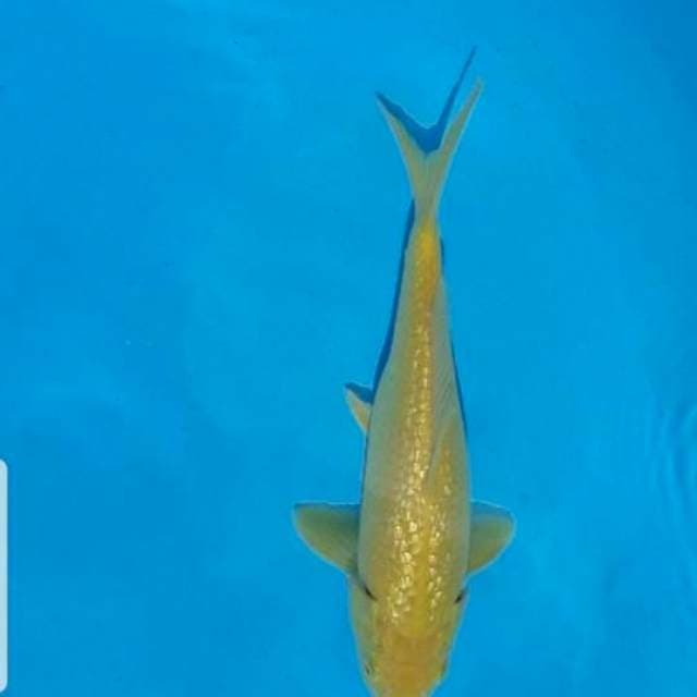 Karashi full ginrin 26cm