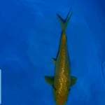 Karashi full ginrin 26cm