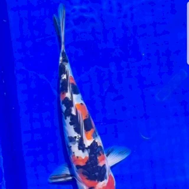 Sanke doitsu aragoke 32cm