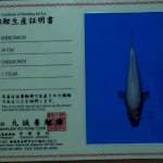 shiromuji 46 cm