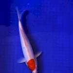 Doitsu tancho kohaku 33cm no bocor