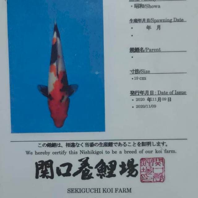 Showa 39 cm
