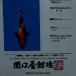 Showa 39 cm 