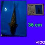 chagoi ginrin 37 cm