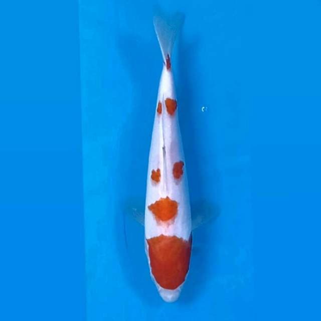 Kohaku, 19 cm