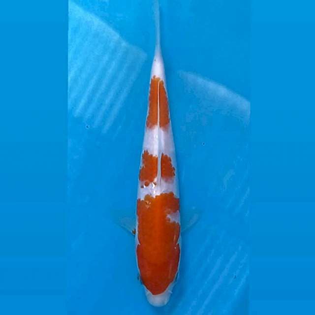 Kohaku, 16 cm