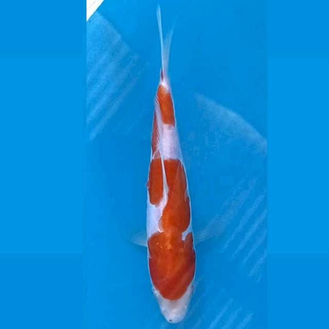 Kohaku doitsu, 16 cm