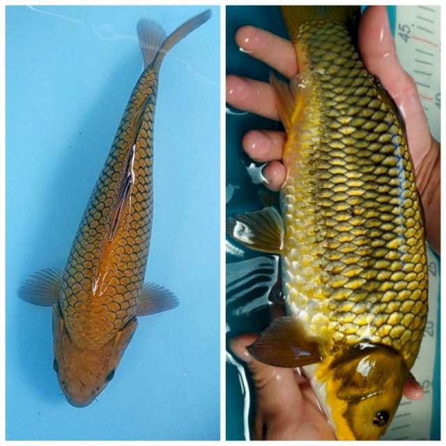 Midori jaring rapi 34cm