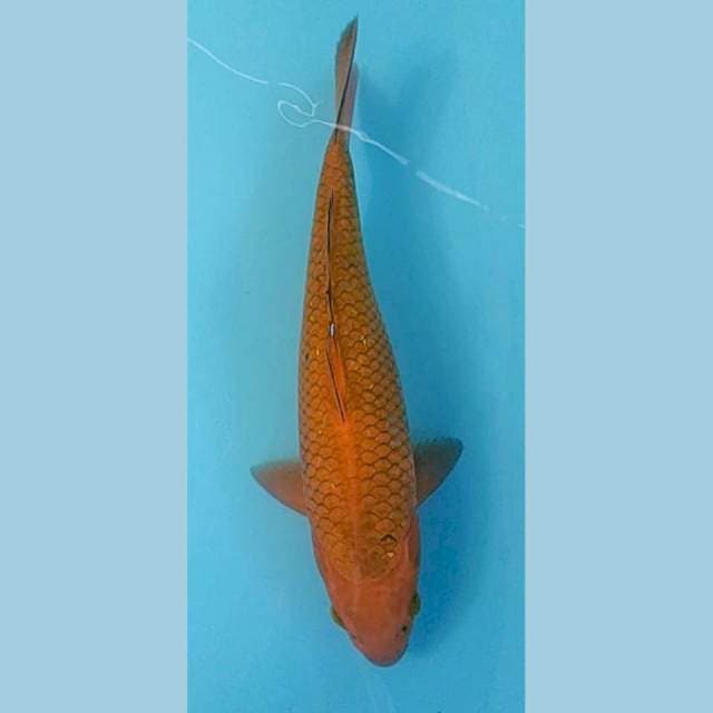 Chagoi Tembaga 35cm