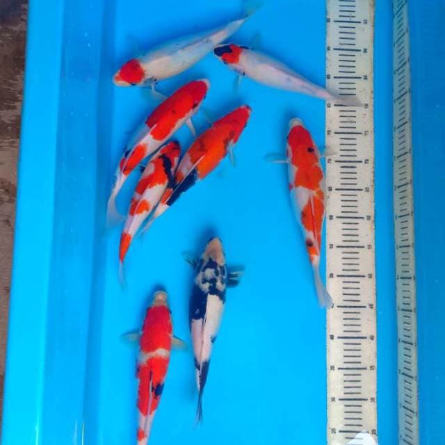 Mix koi 8 ekor