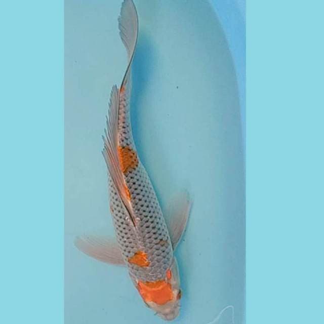 Ochiba Slayer 35cm