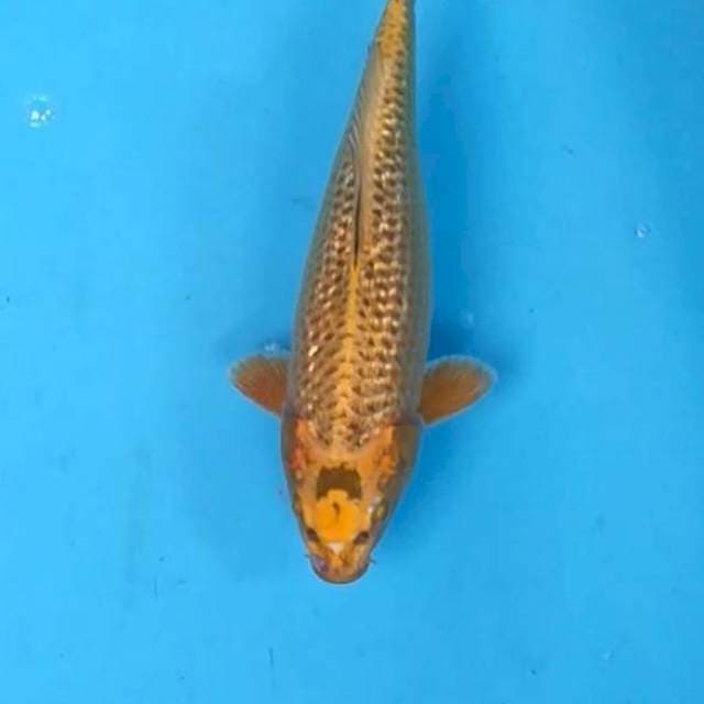Ginrin Mukashi Gold