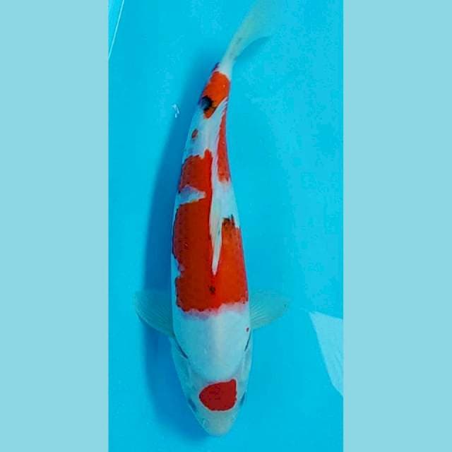 Sanke Maruten 32cm
