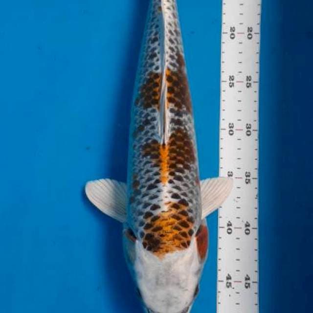 Kujaku 43cm