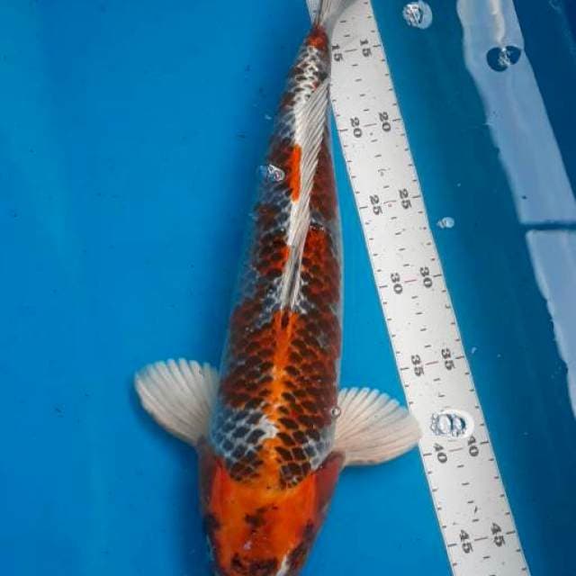 Kujaku 41cm