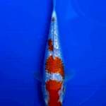 Kohaku Ginrin 25 cm