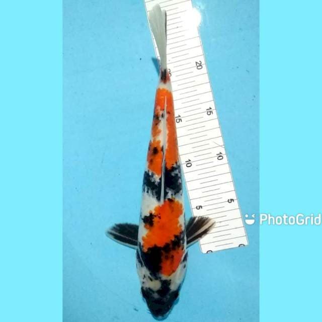 Showa 31cm f