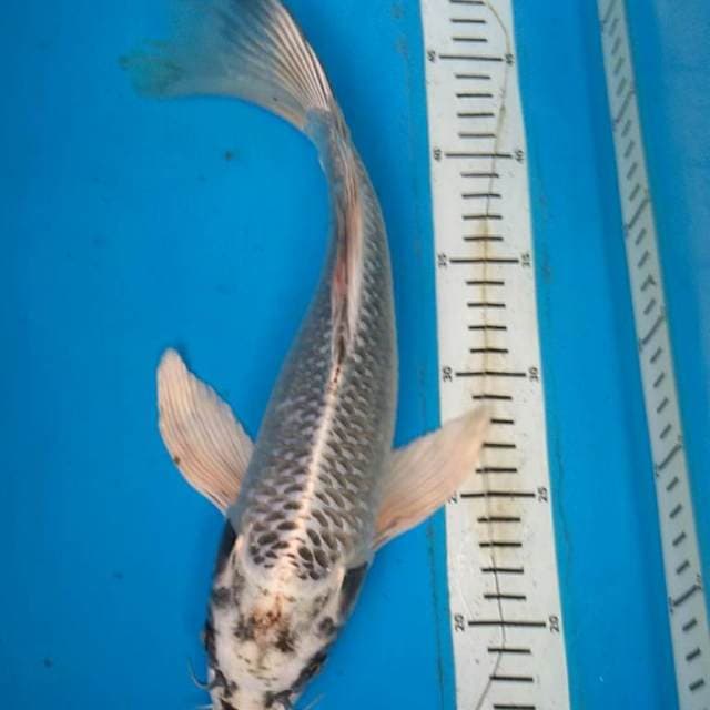 Mukasi kumpay 35 cm
